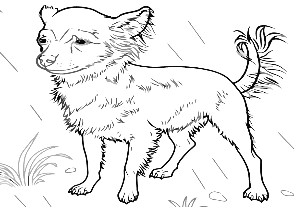Chihuahua Puppy Coloring Pages