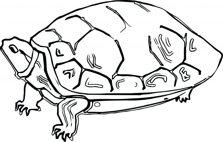 Tortoise Coloring Pages - Best Coloring Pages For Kids