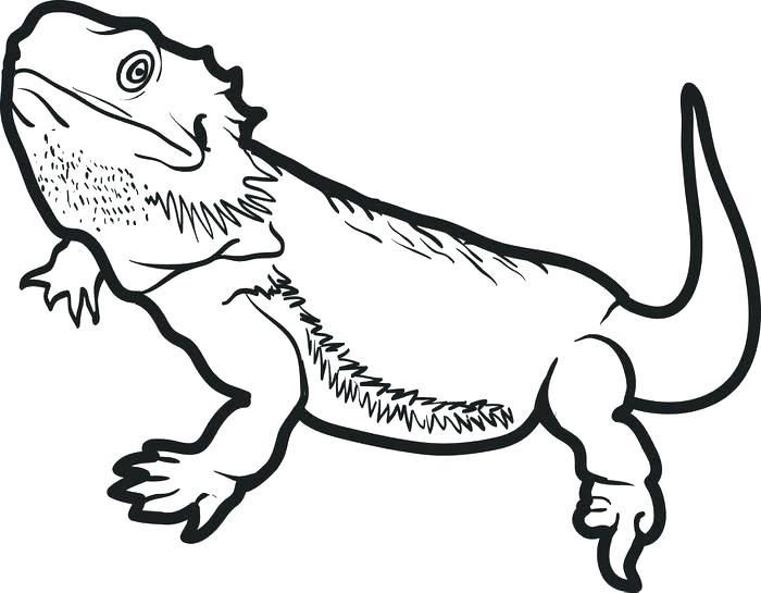 1030  Coloring Pages Bearded Dragon  HD