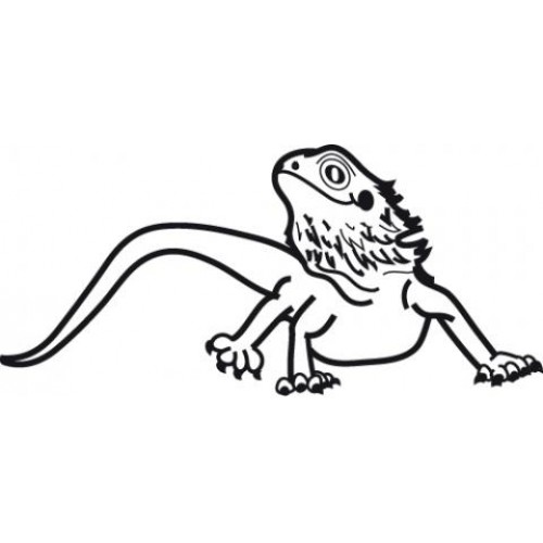 Download Bearded Dragon Coloring Pages - Best Coloring Pages For Kids