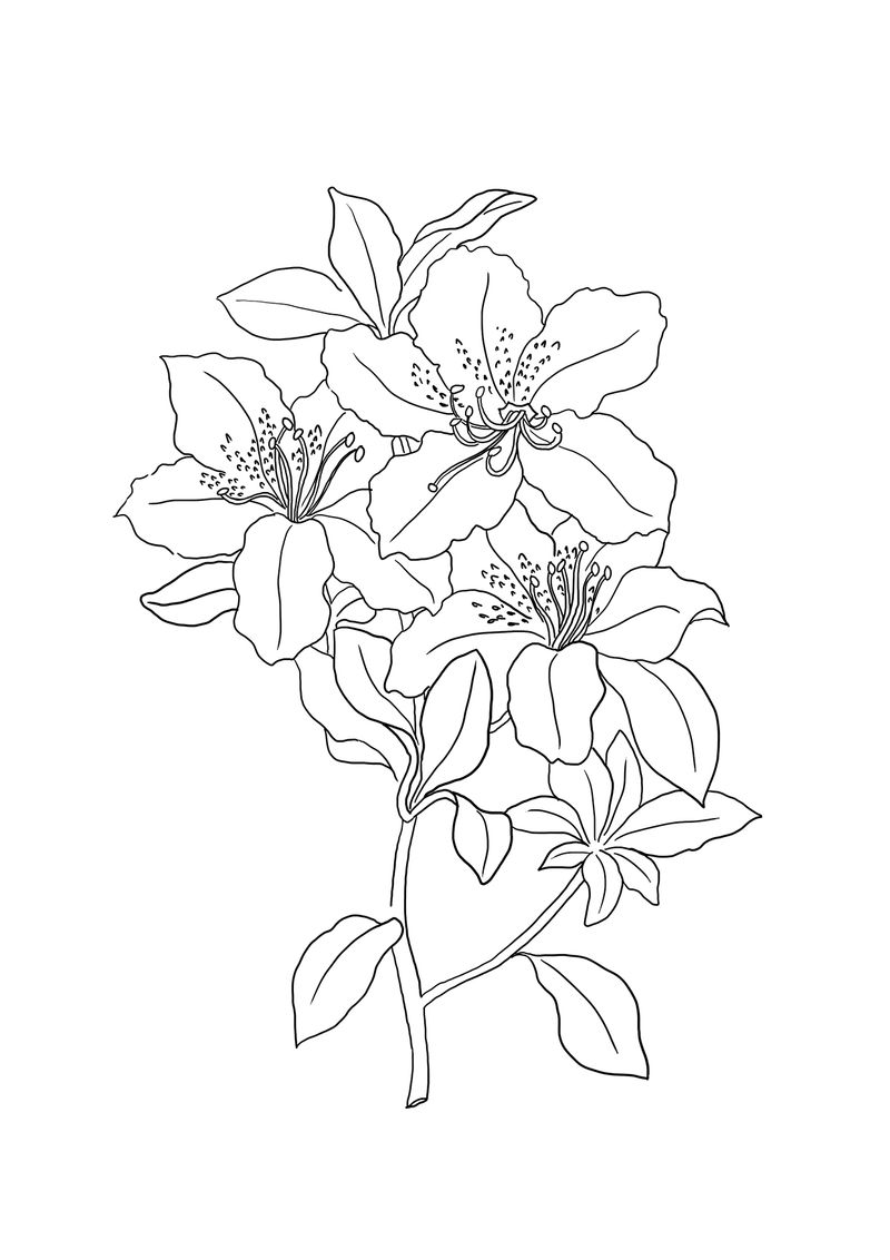 Lily pad coloring pages