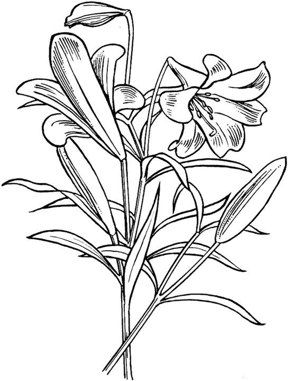 Download Lily Coloring Pages - Best Coloring Pages For Kids