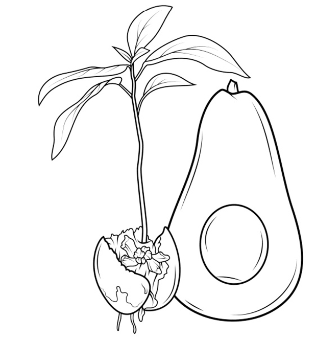 Avocado Sprout Coloring Page