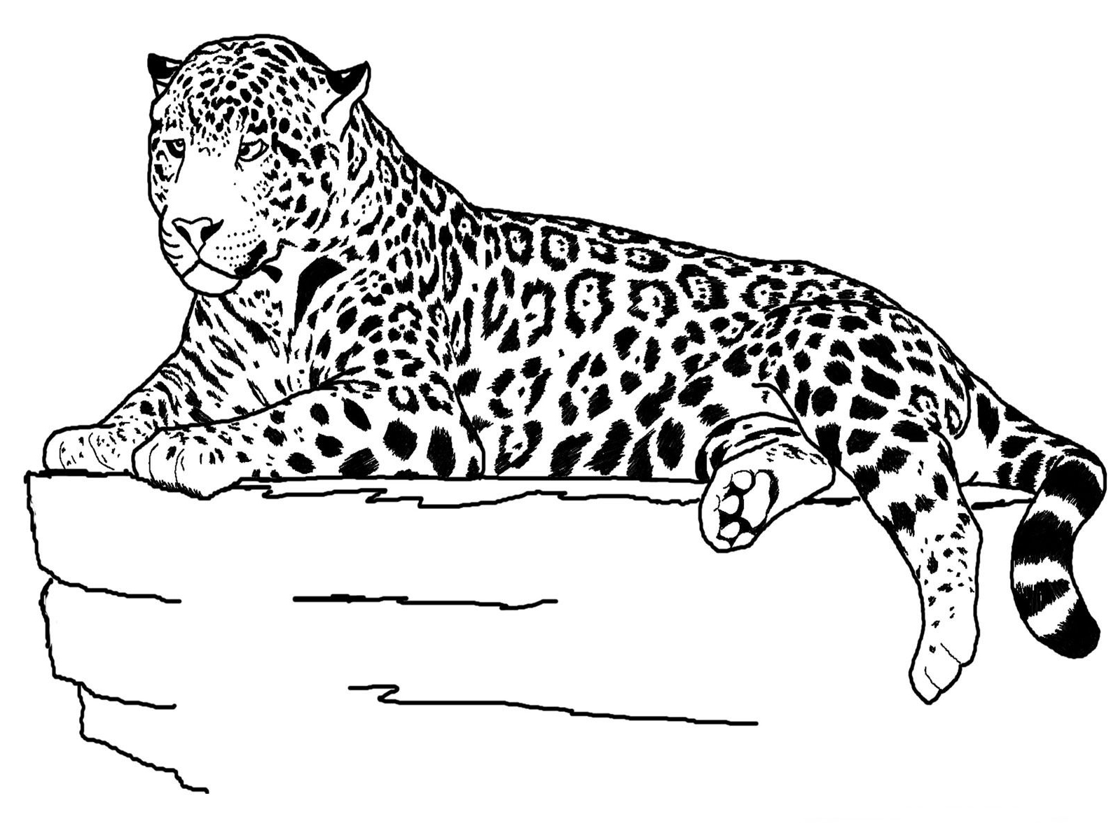 Jaguar On Perch Coloring Page