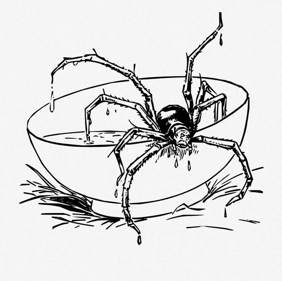 Tarantula Spider Coloring Pages