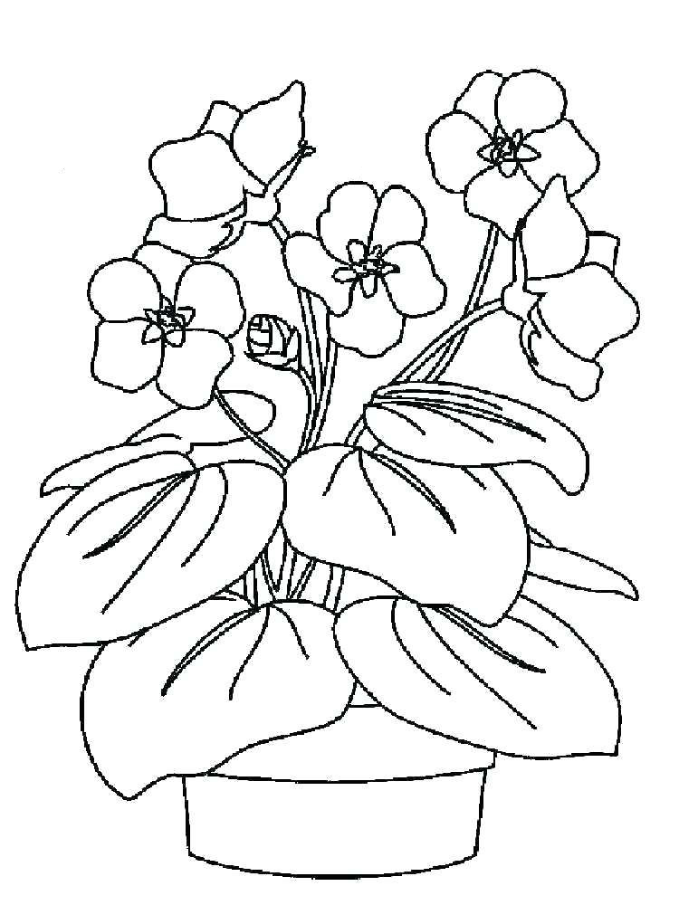 plant pictures for kids to color