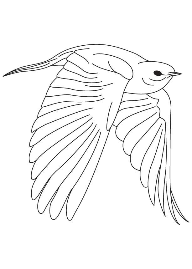 Download Bluebird Coloring Pages Best Coloring Pages For Kids