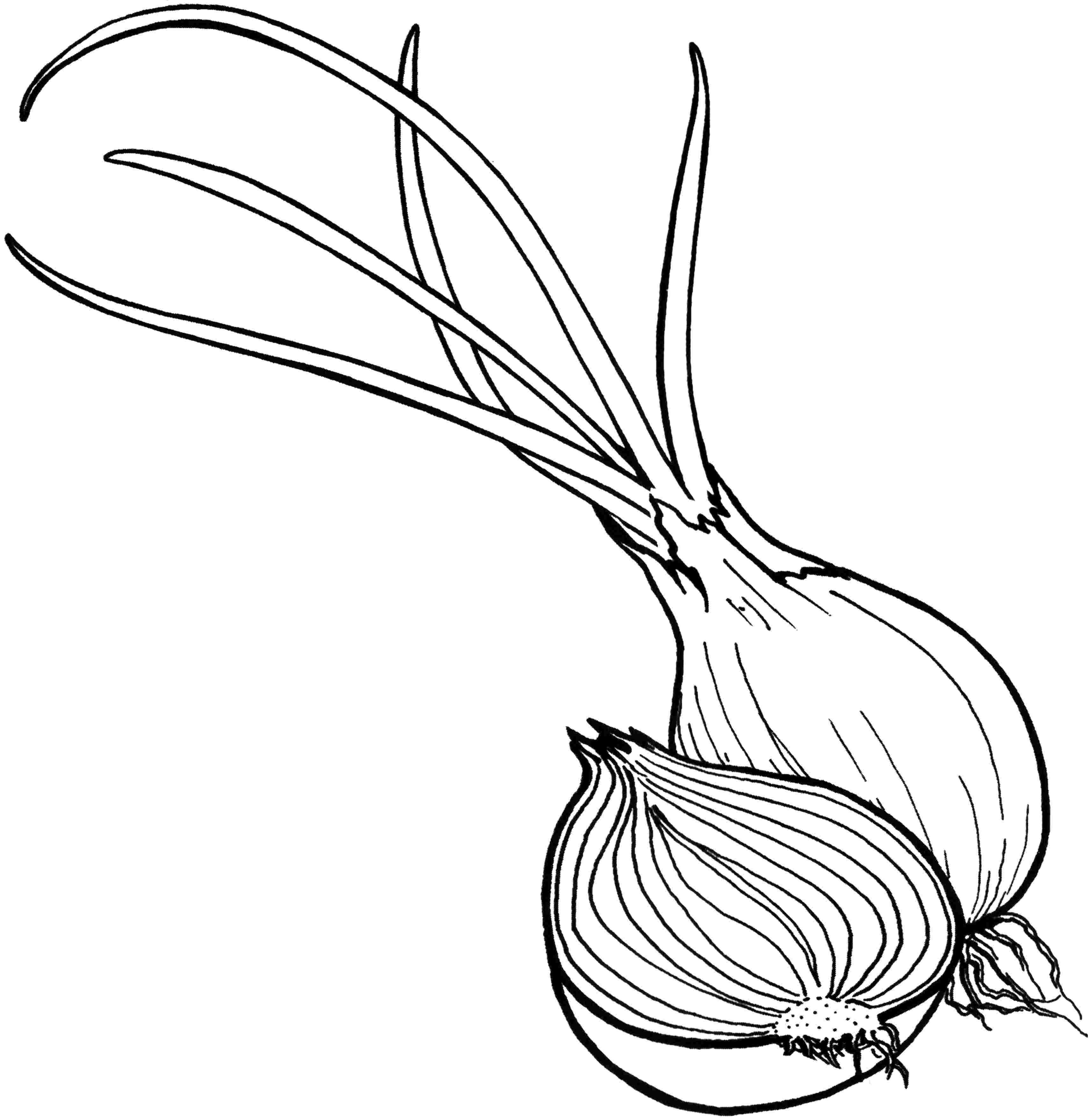Animal Onion Coloring Page for Adult
