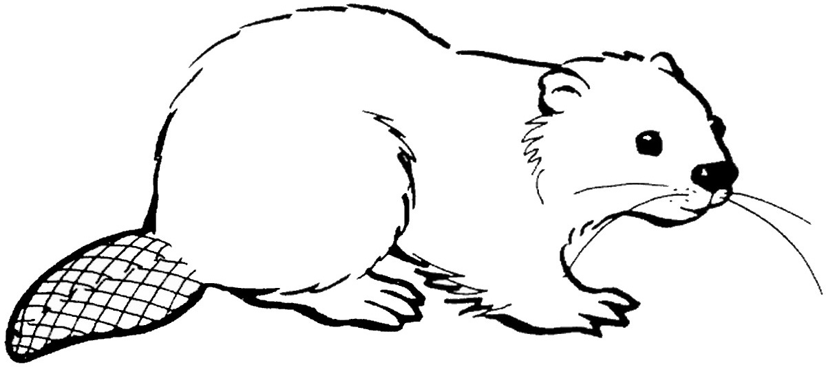 Scouts Beaver Coloring Pages Coloring Pages