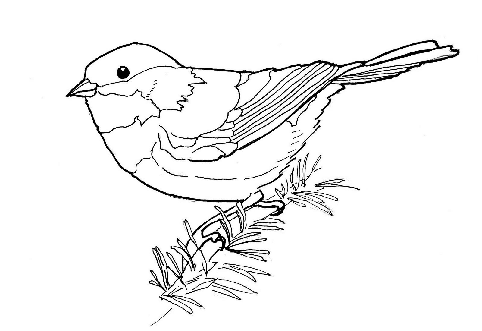 chickadee-coloring-pages-best-coloring-pages-for-kids