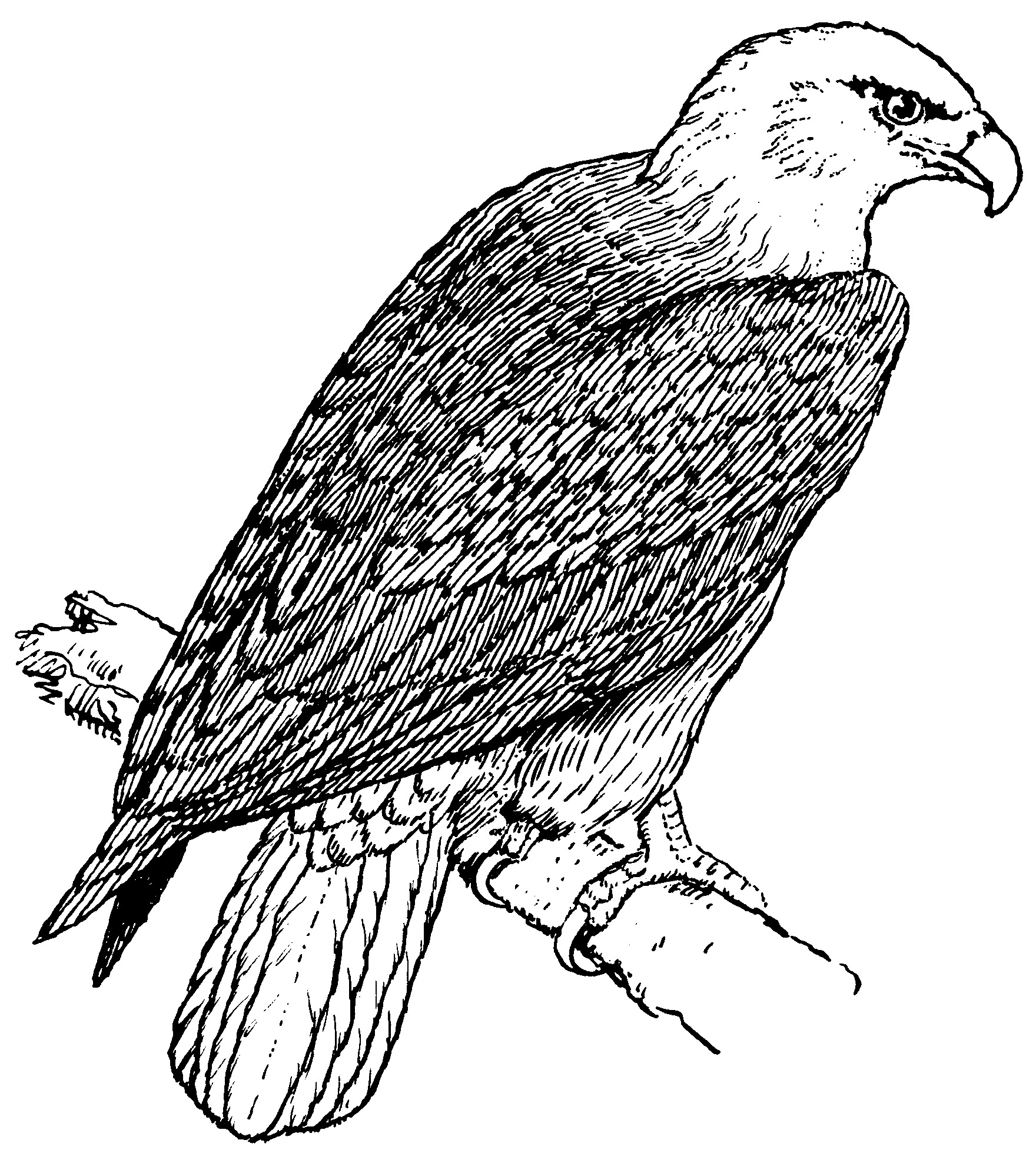 Hawk Coloring Pages - Best Coloring Pages For Kids