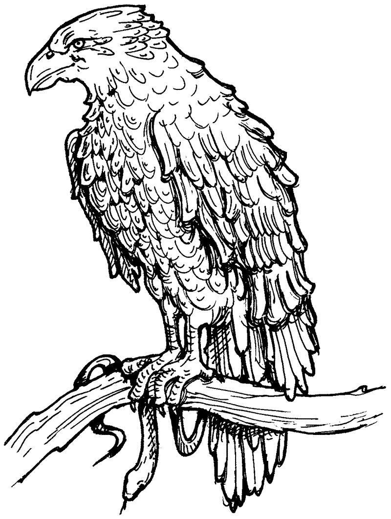 hawk coloring pages