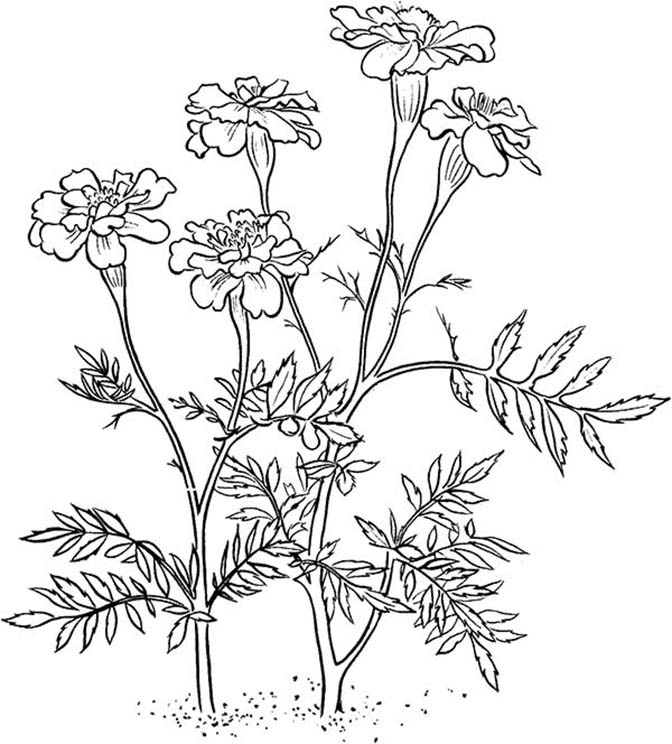 Marigold Plants Coloring Pages