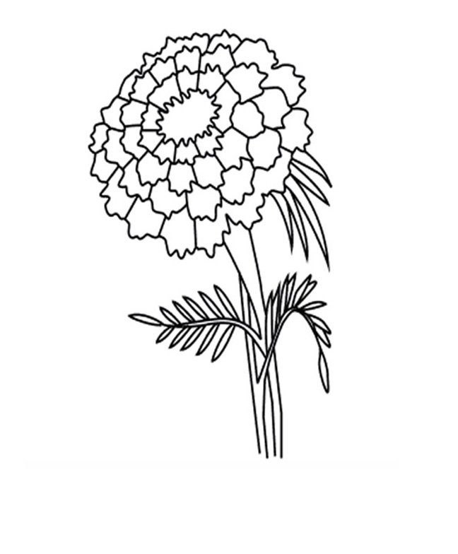 genda flower clipart to color
