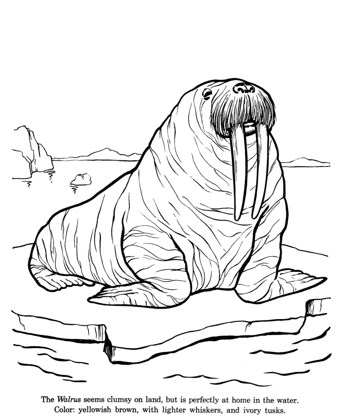 Arctic Animals Coloring Pages Best Coloring Pages For Kids