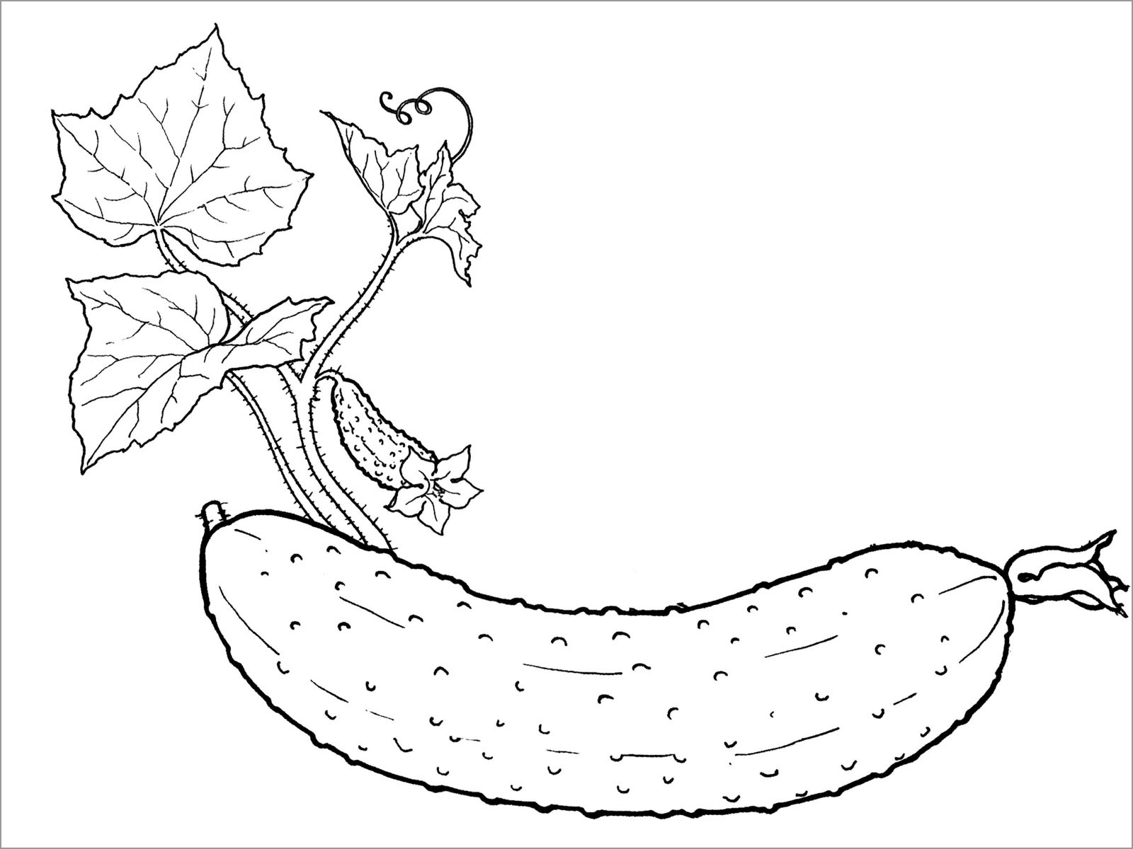 Cucumber Vine Coloring Pages