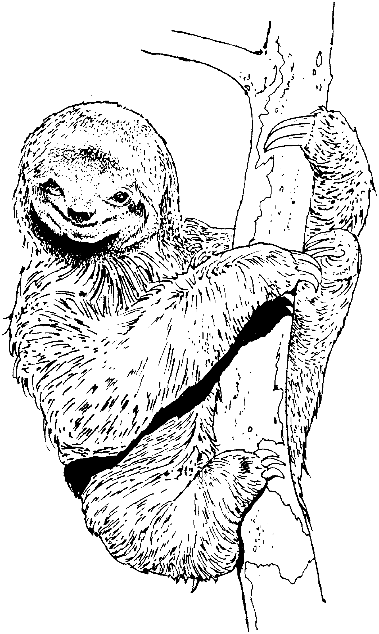 Sloth Printable Coloring Pages