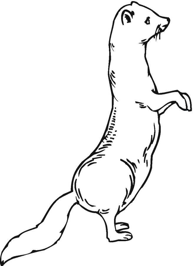 Ferret Coloring Pages - Best Coloring Pages For Kids