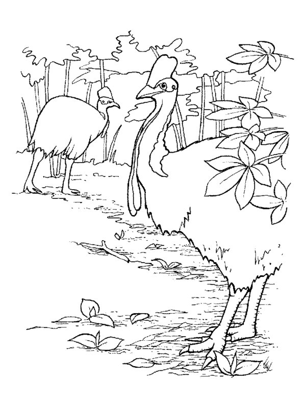 Birds In The Rainforest Coloring Page