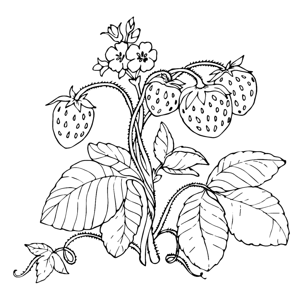 Strawberry Plant Coloring Page