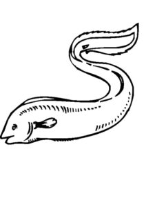 Eel Coloring Pages - Best Coloring Pages For Kids