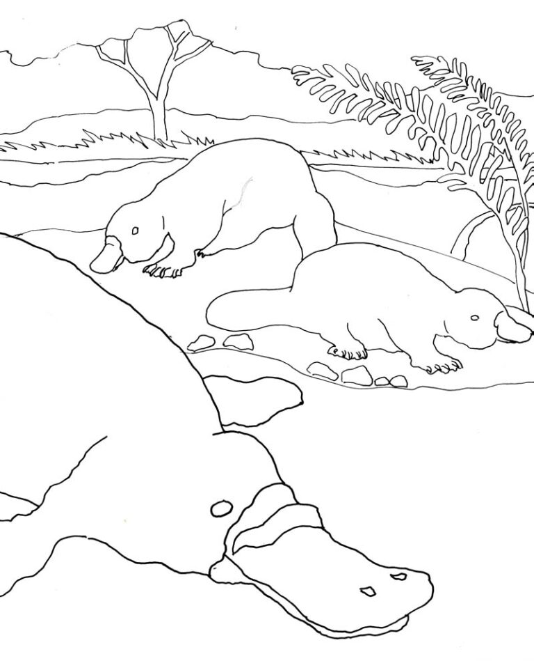 Platypus Coloring Pages - Best Coloring Pages For Kids