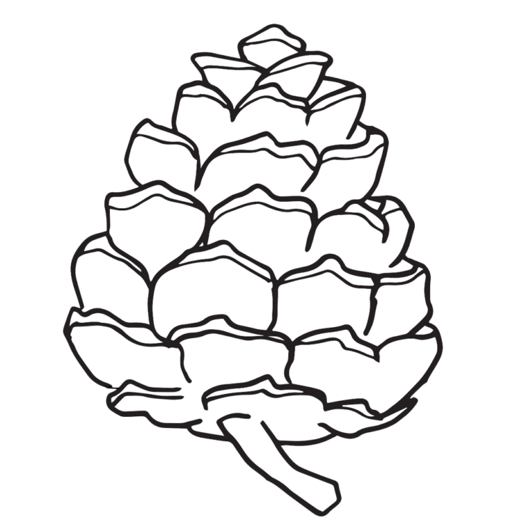 Pine Cone Coloring Pages - Best Coloring Pages For Kids