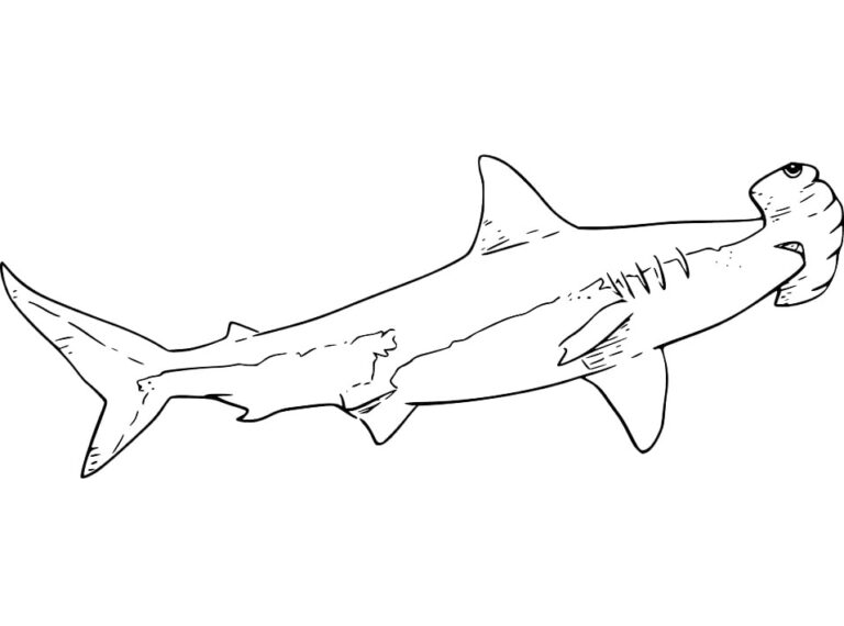 Hammerhead Shark Coloring Pages - Best Coloring Pages For Kids