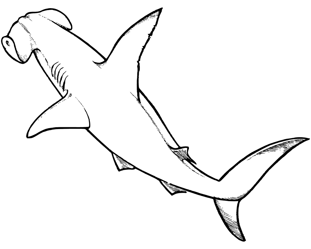 Hammerhead Shark Coloring Pages https://ift.tt/JgOhNuH