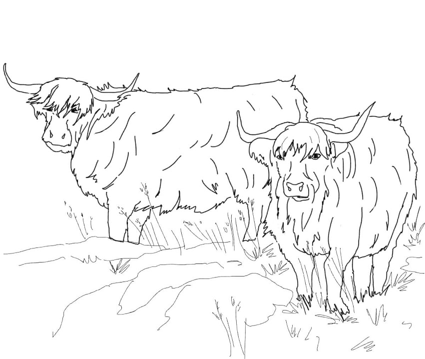 Highland Cattle Of Scotland Coloring Page