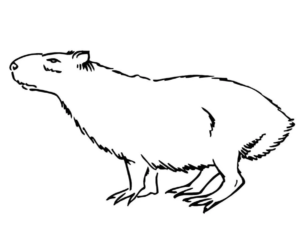 Capybara Coloring Pages - Best Coloring Pages For Kids