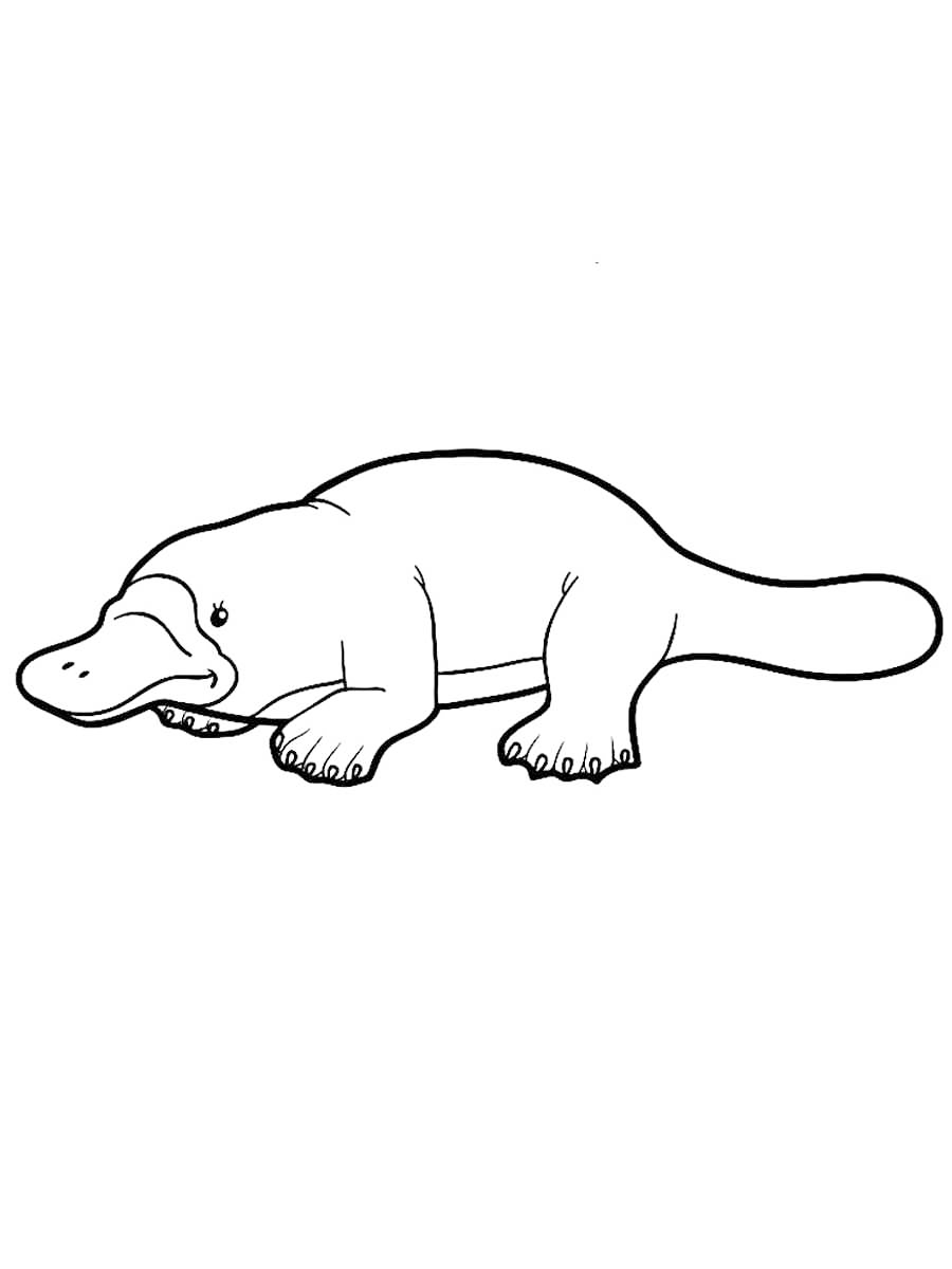 Platypus Coloring Pages - Best Coloring Pages For Kids