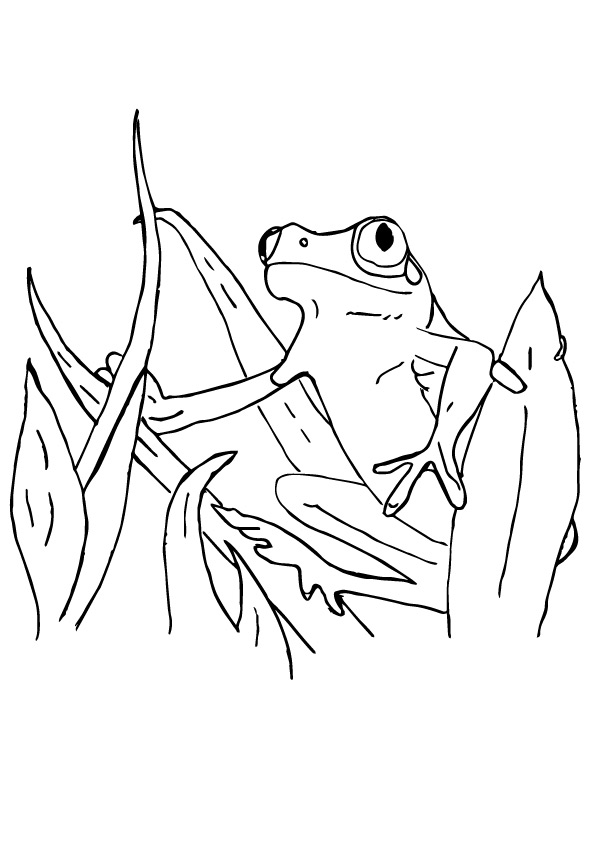 Coqui Frog National Animal Of Puerto Rico Coloring Page
