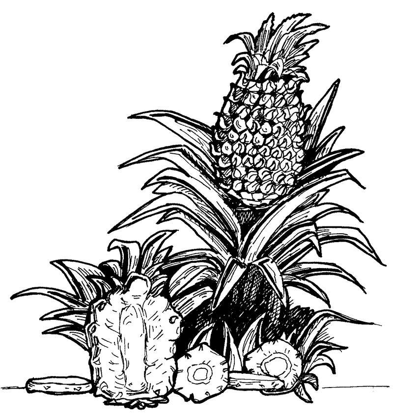 Pineapple National Fruit Of Puerto Rico Coloring Page
