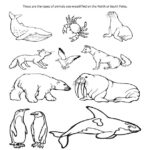 Animals Of The Arctic Coloring Page