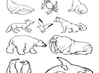Animals Of The Arctic Coloring Page