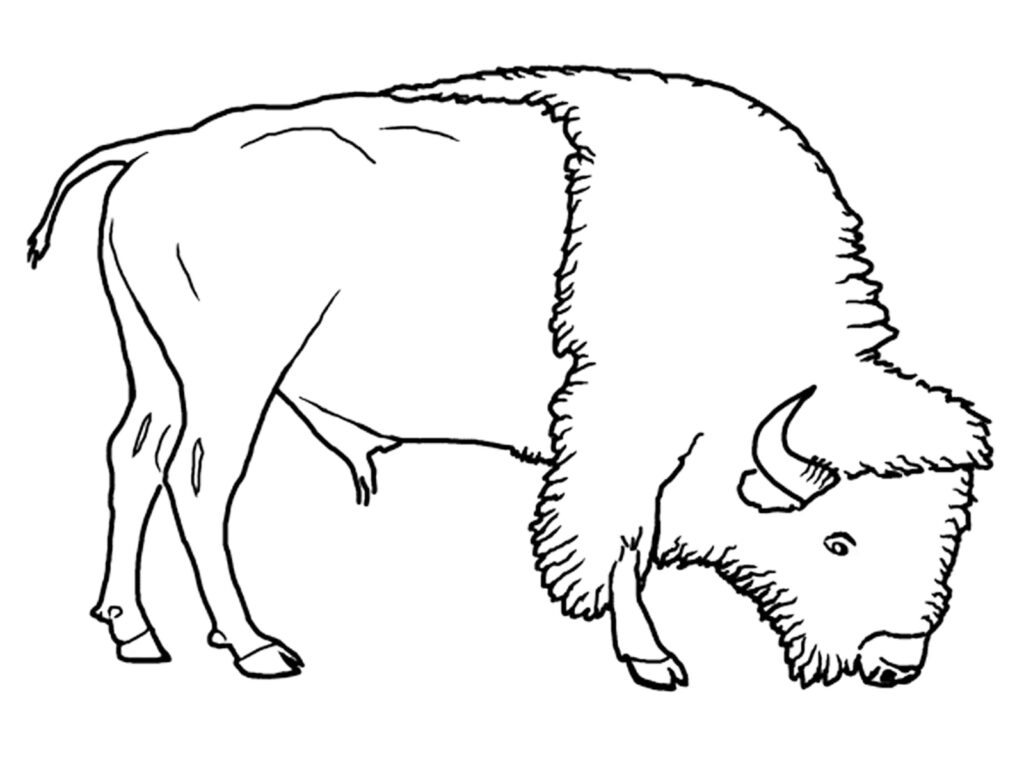 Bison National Animal Of Belarus