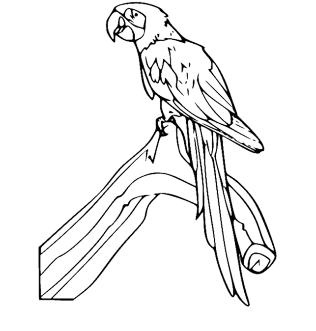 Scarlet Macaw National Bird Of Honduras Coloring Page