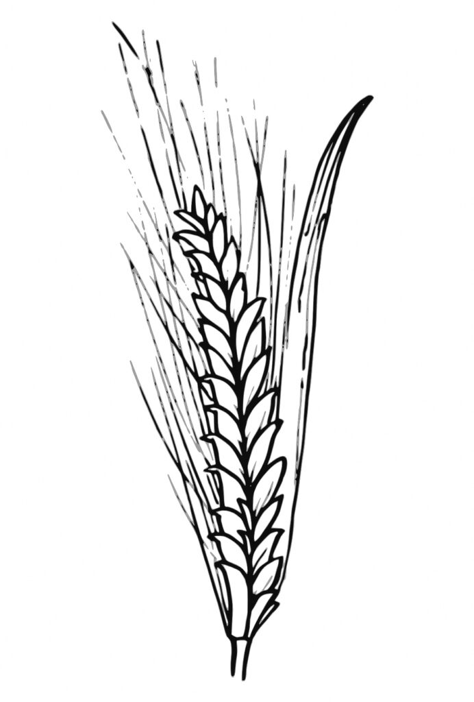 Wheat Main Crop In Slovakia