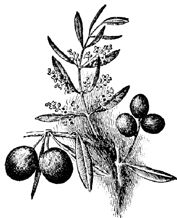 Olive Tree Coloring Page