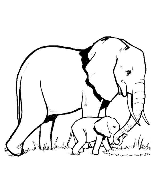 African Elephant Coloring Page