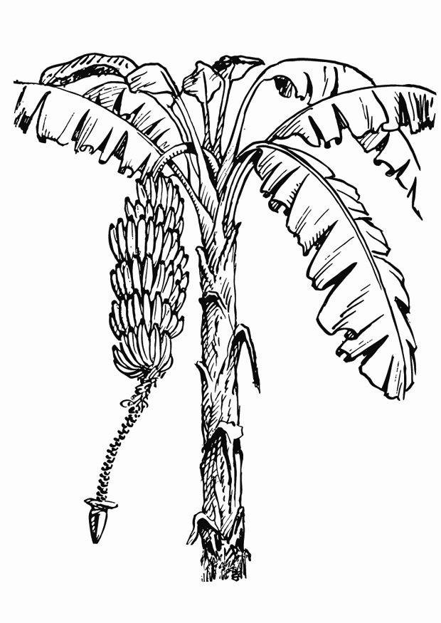 Banana Major Crop Of Panama Coloring Page