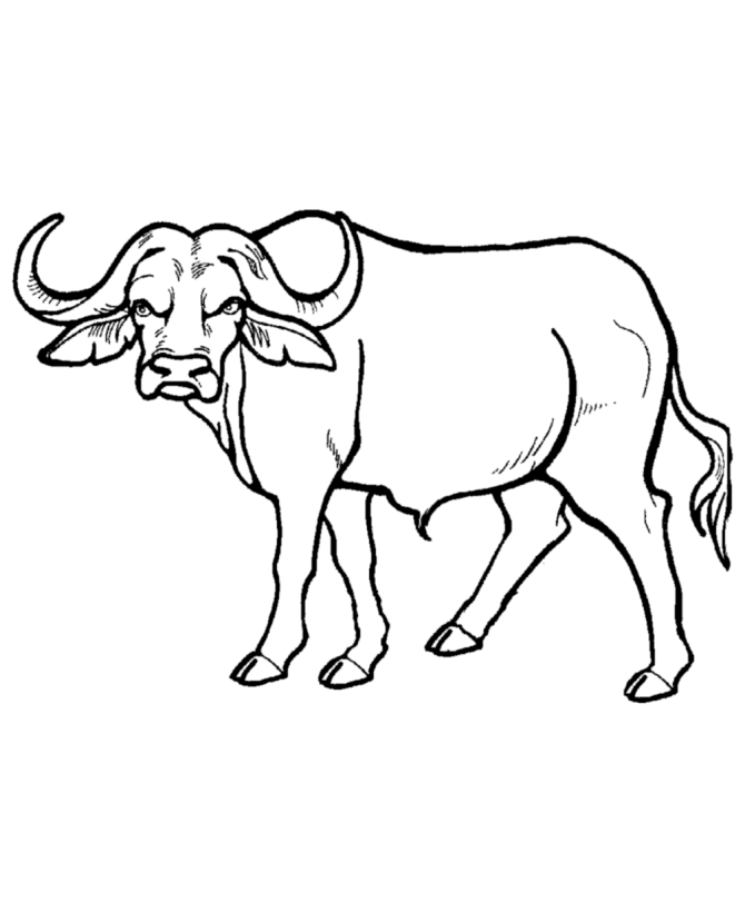 Cape Buffalo Coloring Page