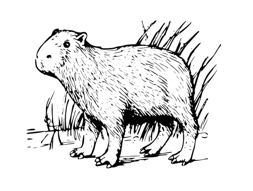 Capybara In Panama Coloring Page