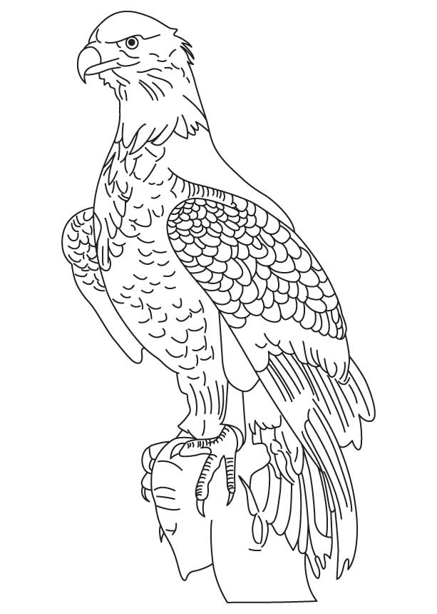 Harpy Eagle National Bird Of Panama Coloring Page