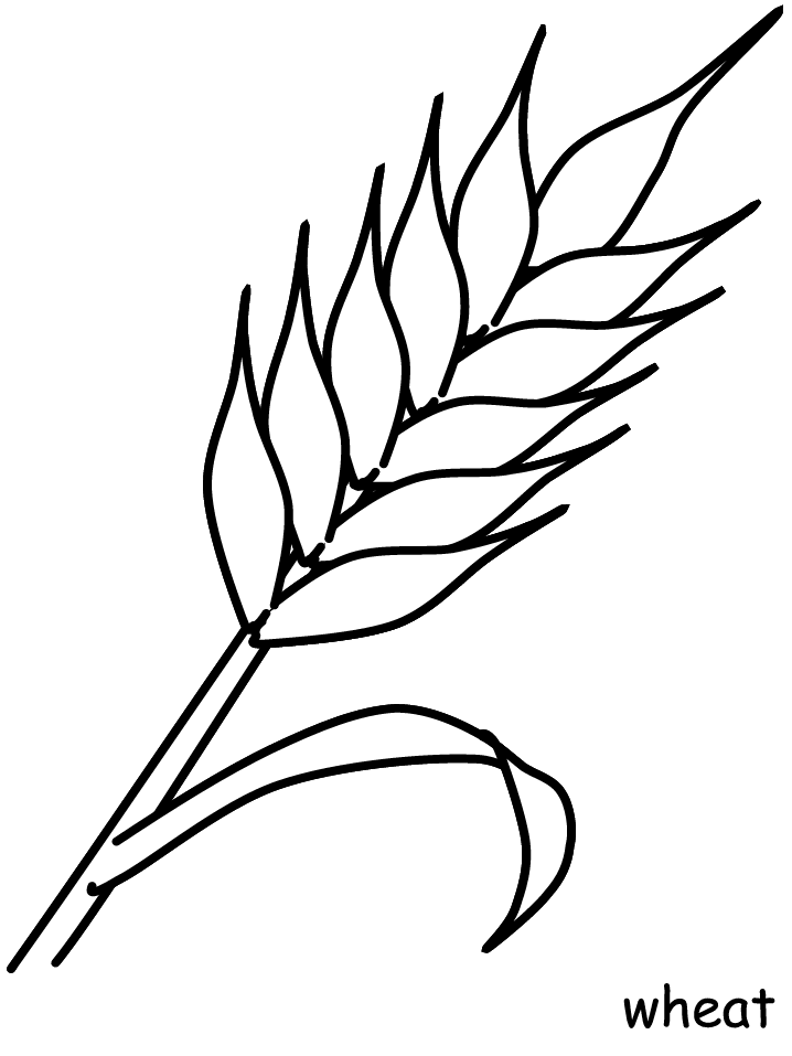 Easy Wheat Coloring Page