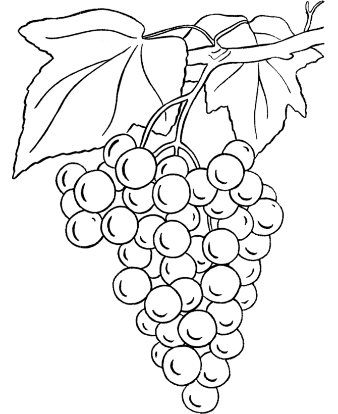 Grapes For Wine Production In Malta