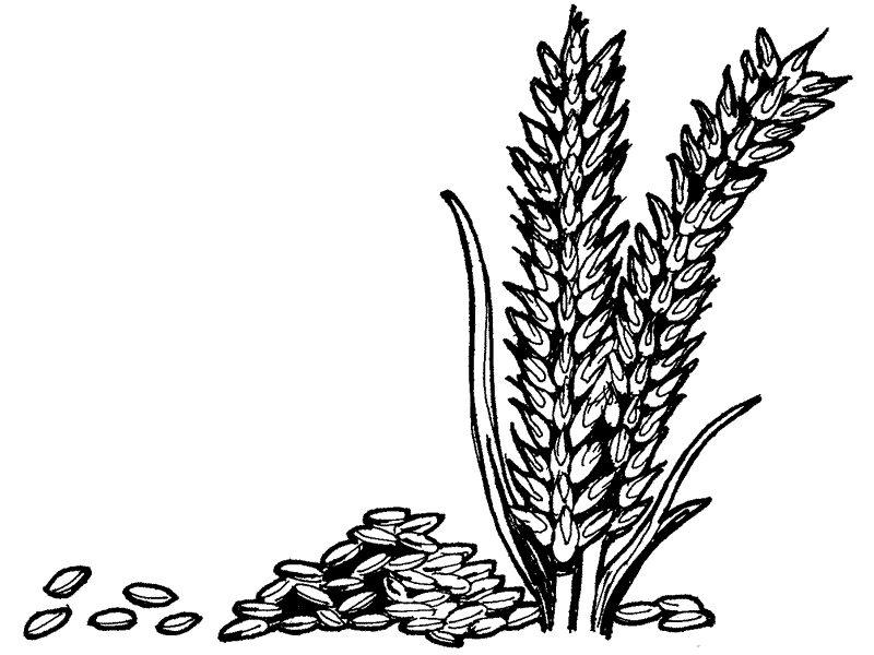 Wheat Coloring Page