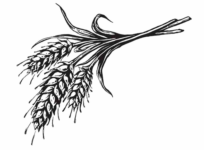 Wheat Coloring Page