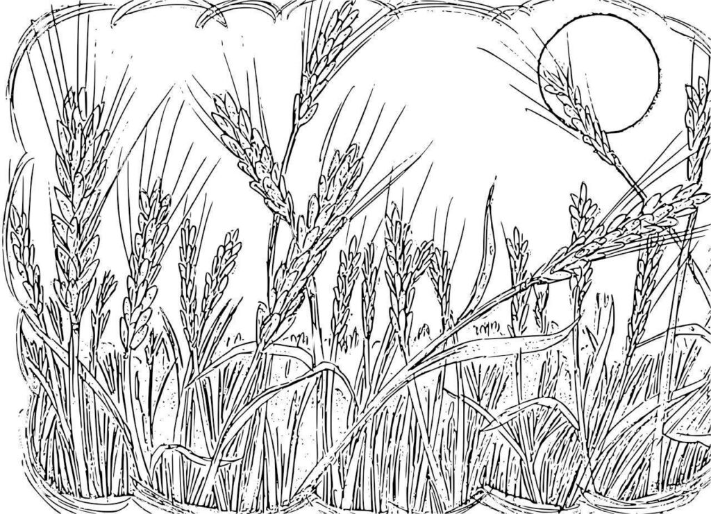 Wheat Field Coloring Page